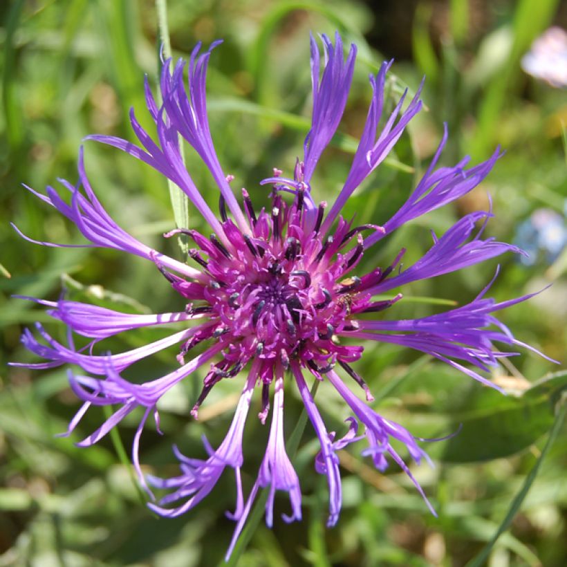 Centaurea montana Coerulea - Bergkorenbloem (Bloei)