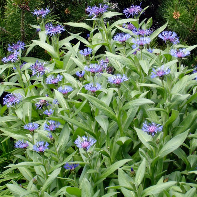 Centaurea montana Coerulea - Bergkorenbloem (Groeiplaats)