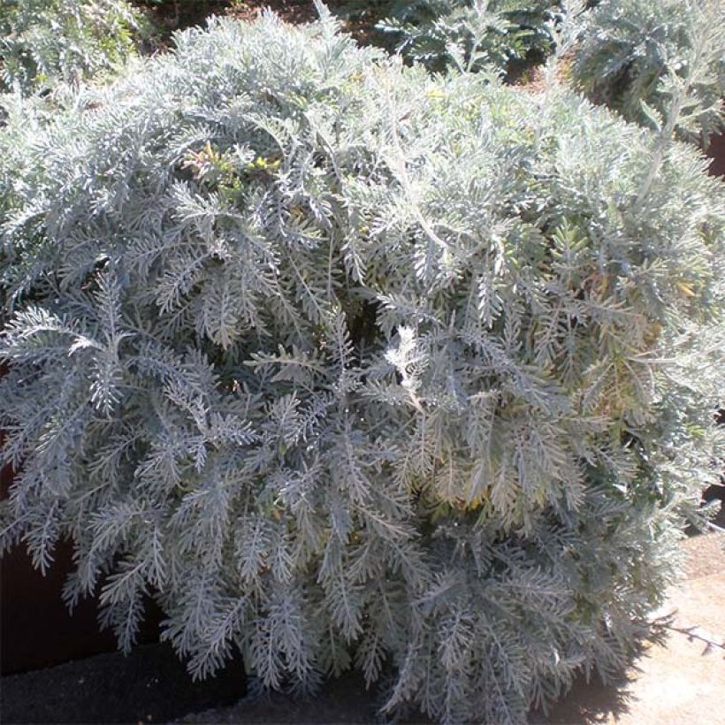 Centaurea pulcherrima - Centaurie (Groeiplaats)