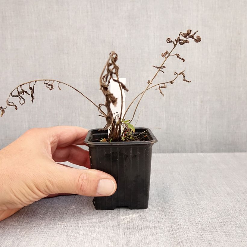 Exemplaar van Centaurea ruthenica - Centaurie Kweekpotje van 8/9 cm zoals geleverd in de herfst
