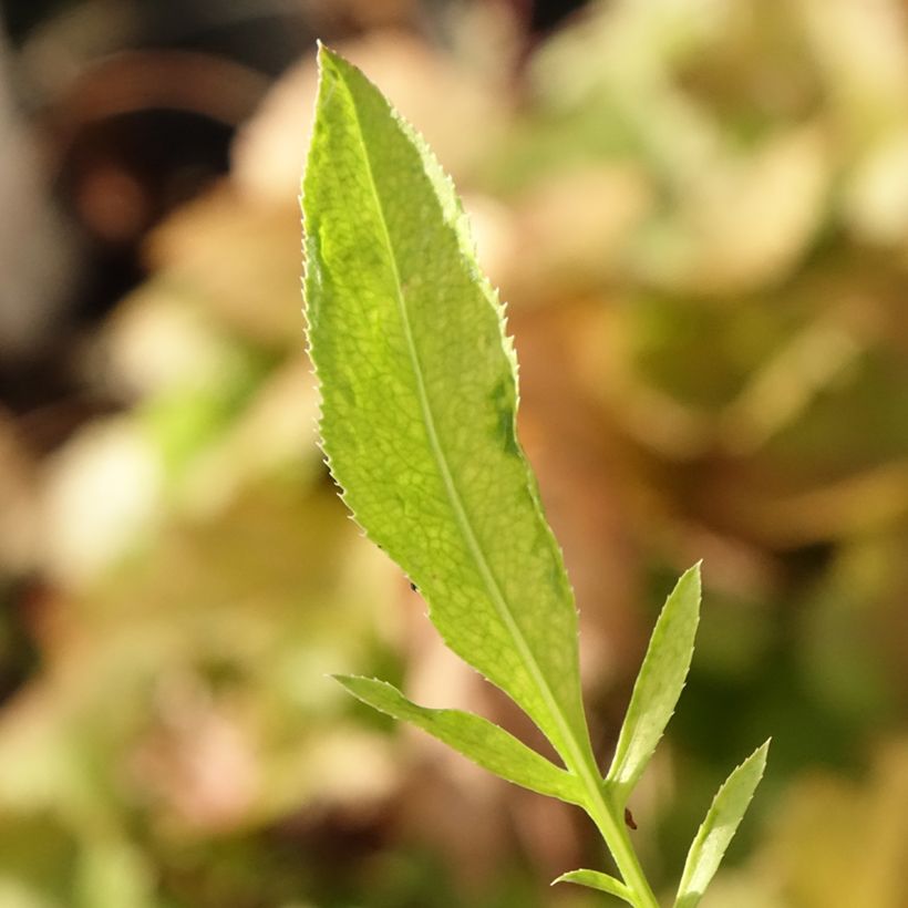 Centaurea ruthenica - Centaurie (Blad)