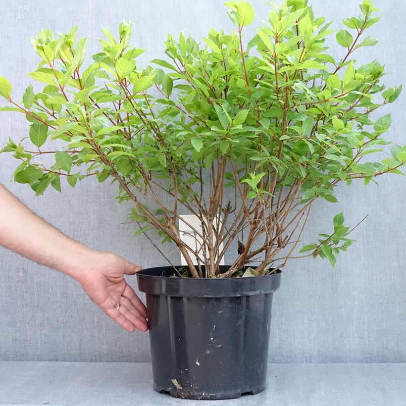 Example of Cephalanthus occidentalis - Kogelbloem Pot van 7,5 l/10 l as you get in printemps