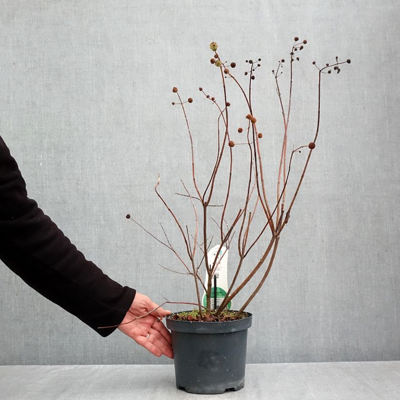 Exemplaar van Cephalanthus occidentalis - Kogelbloem Pot van 3 l/4 l zoals geleverd in de herfst