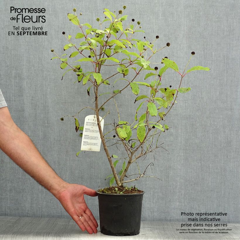 Exemplaar van Cephalanthus occidentalis - Kogelbloem Pot van 3 l/4 l zoals geleverd in de zomer