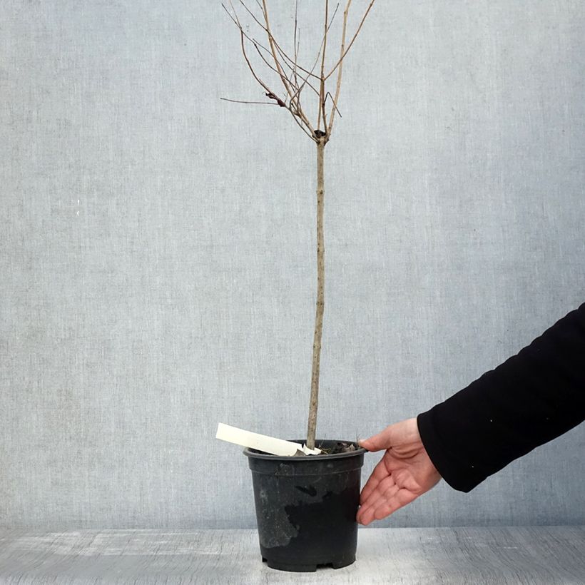 Exemplaar van Cephalanthus occidentalis - Bois-bouton Pot de 3L/4L, Tige, Tige de 50 cm zoals geleverd in de herfst