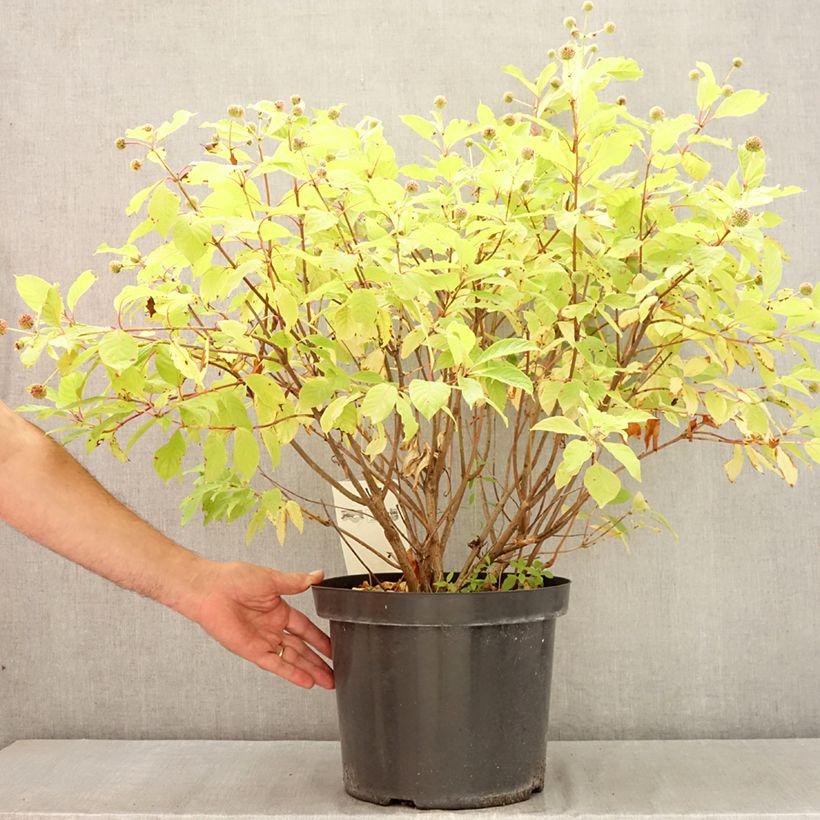 Exemplaar van Cephalanthus occidentalis - Kogelbloem Pot van 7,5 l/10 l zoals geleverd in de zomer