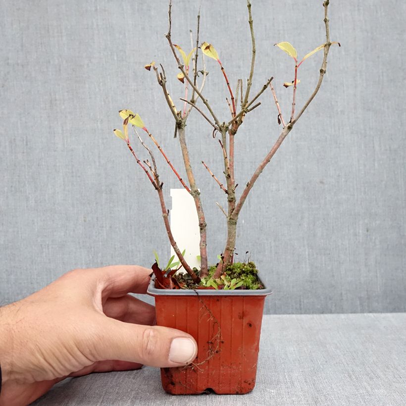 Exemplaar van Cephalanthus occidentalis Moonlight Fantasy - Kogelbloem Kweekpotje van 8/9 cm zoals geleverd in de herfst