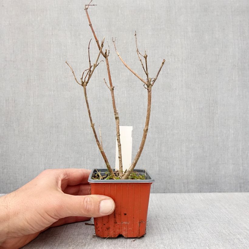 Exemplaar van Cephalanthus occidentalis Moonlight Fantasy - Kogelbloem Kweekpotje van 8/9 cm zoals geleverd in de lente