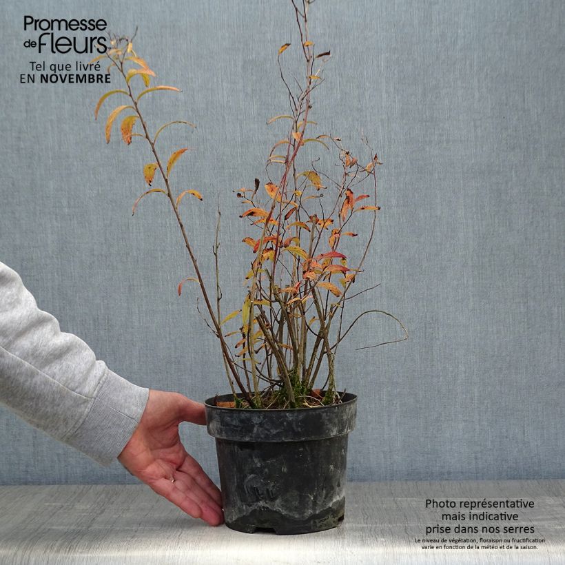 Exemplaar van Kogelbloem - Sugar Shack Pot van 2 l/3 l zoals geleverd in de herfst