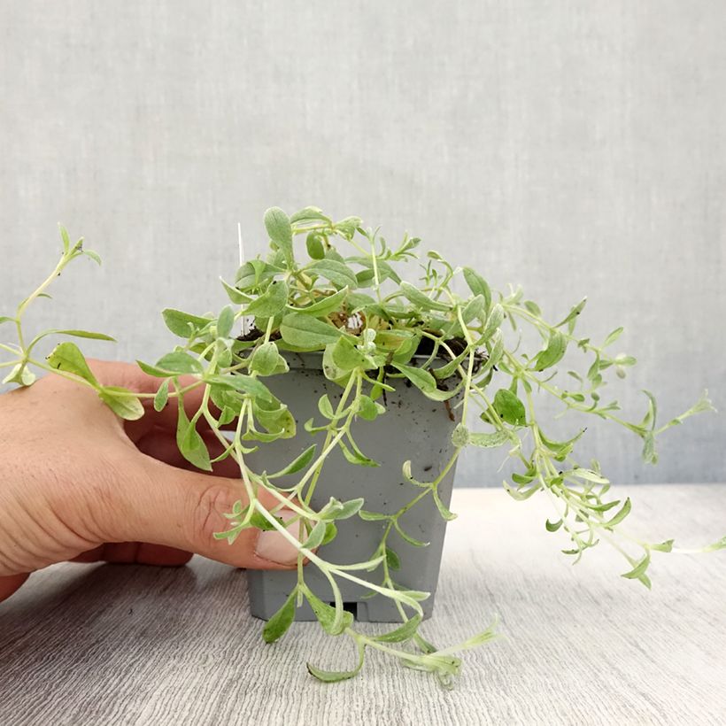 Exemplaar van Cerastium biebersteinii - Hoornbloem Kweekpotje van 8/9 cm zoals geleverd in de herfst