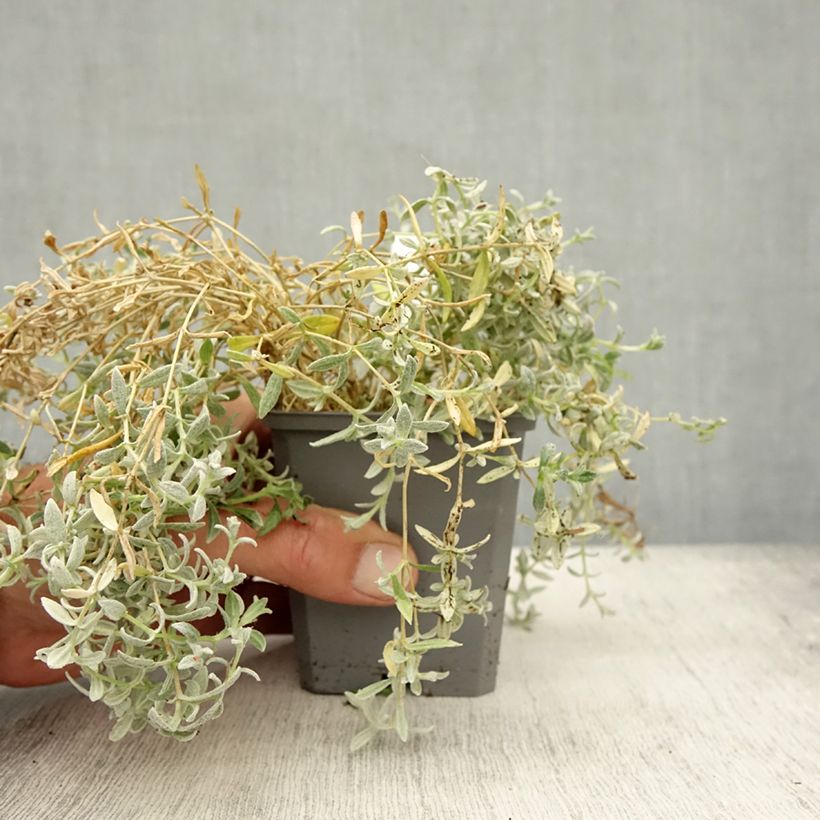 Exemplaar van Cerastium tomentosum var. columnae - Viltige hoornbloem Kweekpotje van 8/9 cm zoals geleverd in de herfst