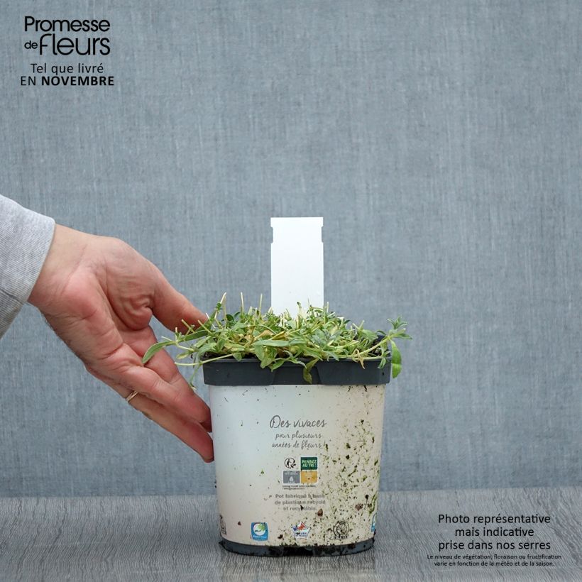 Exemplaar van Cerastium tomentosum Yo Yo - Viltige hoornbloem Pot van 2 l/3 l zoals geleverd in de herfst