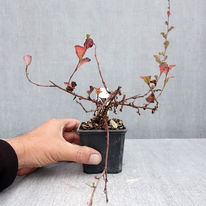Exemplaar van Ceratostigma griffithii - Loodkruid Kweekpotje van 8/9 cm zoals geleverd in de herfst