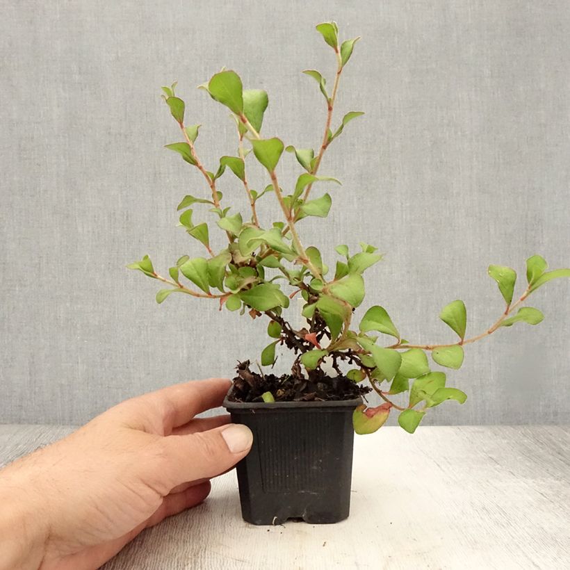 Exemplaar van Ceratostigma griffithii - Loodkruid Kweekpotje van 8/9 cm zoals geleverd in de zomer