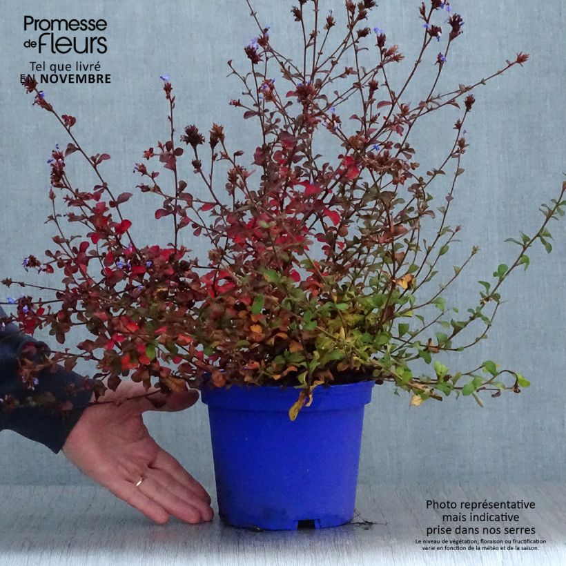 Exemplaar van Ceratostigma griffithii - Loodkruid Pot van 2 l/3 l zoals geleverd in de herfst