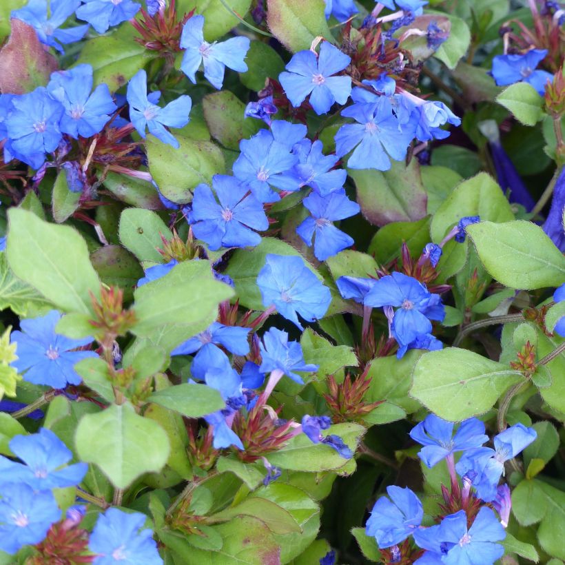 Ceratostigma plumbaginoides - Loodkruid (Bloei)