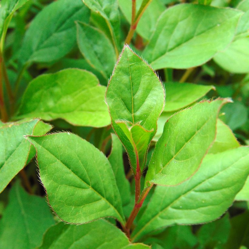 Ceratostigma plumbaginoides - Loodkruid (Blad)