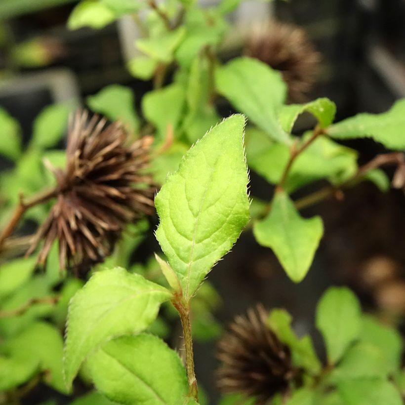 Ceratostigma willmottianum Forest Blue - Loodkruid (Blad)