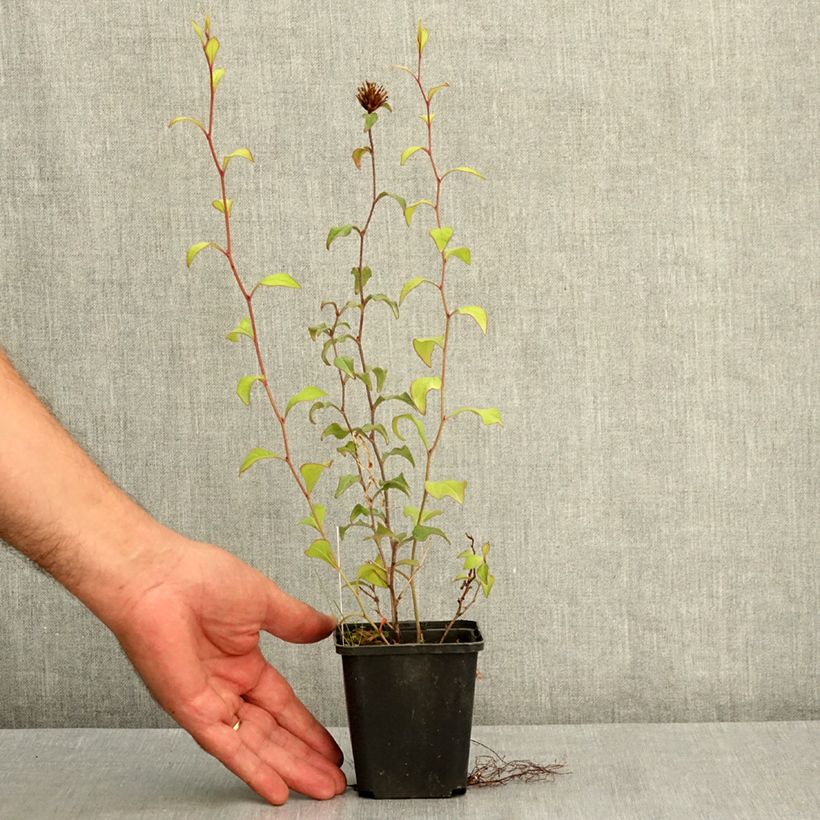 Exemplaar van Ceratostigma willmottianum - Loodkruid Kweekpotje van 8/9 cm zoals geleverd in de zomer