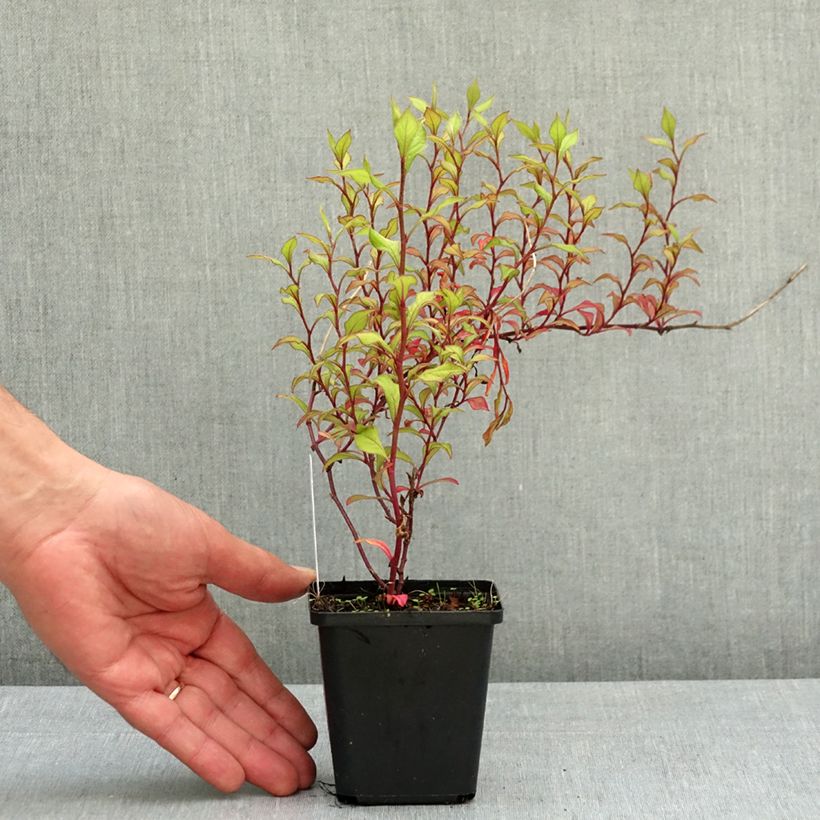 Exemplaar van Ceratostigma willmottianum - Loodkruid Kweekpotje van 8/9 cm zoals geleverd in de lente