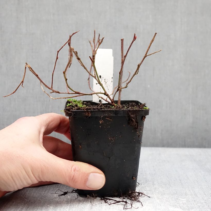 Exemplaar van Ceratostigma willmottianum Forest Blue - Loodkruid Kweekpotje van 8/9 cm zoals geleverd in de winter