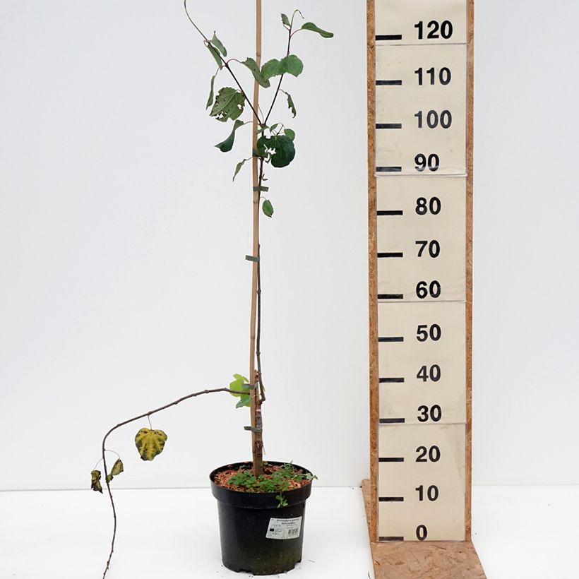Exemplaar van Cercidiphyllum japonicum Amazing Grace - Katsuraboom Pot van 7,5 l/10 l zoals geleverd in de herfst