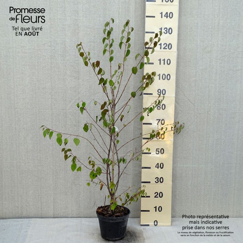 Exemplaar van Cercidiphyllum japonicum Glowball - Katsuraboom Pot van 4 l/5 l zoals geleverd in de zomer