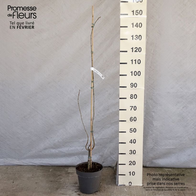 Exemplaar van Cercidiphyllum japonicum Pendulum - Katsuraboom Pot van 4 l/5 l zoals geleverd in de winter