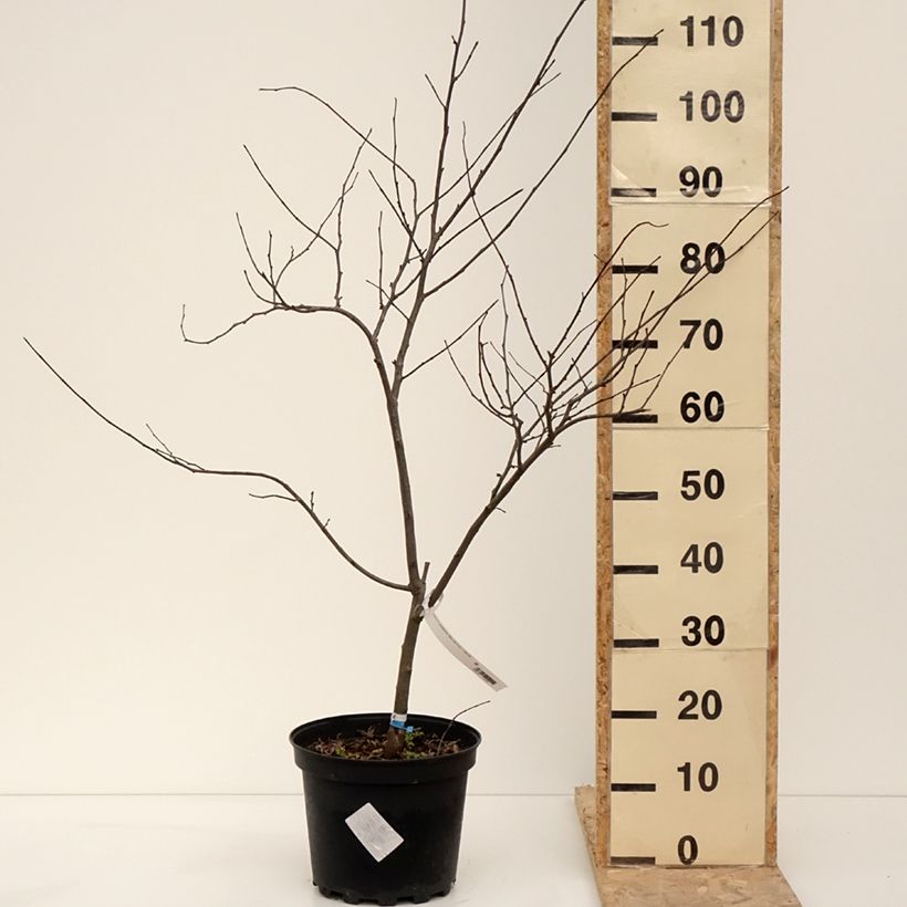 Exemplaar van Cercis canadensis Alley Cat - Gainier du Canada  Pot de 6L/7L zoals geleverd in de winter