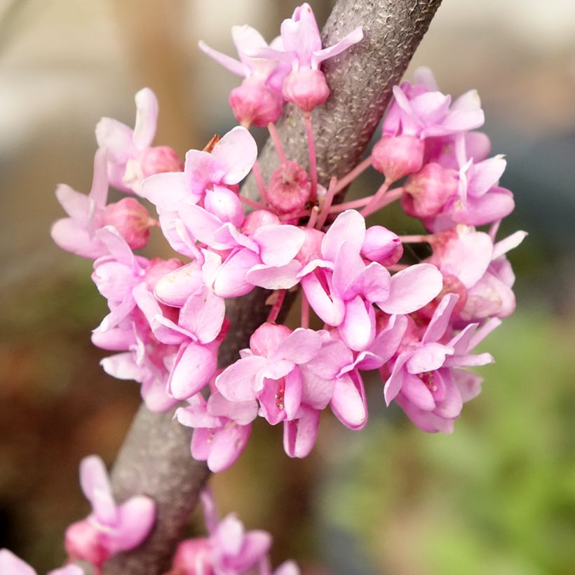 Cercis canadensis Alley Cat - Amerikaanse Judasboom (Bloei)