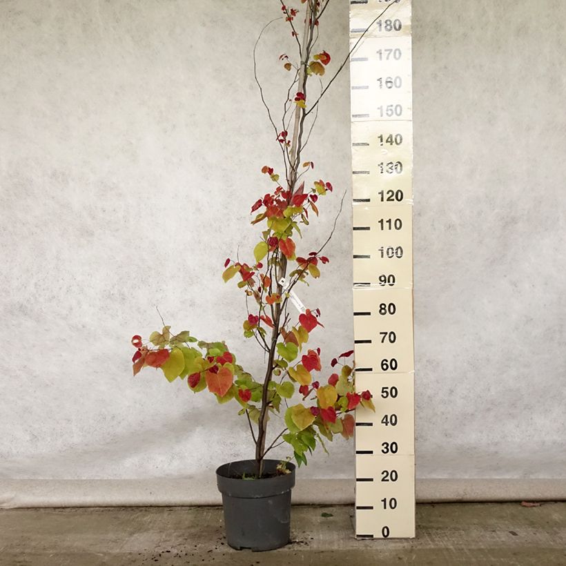 Exemplaar van Cercis canadensis Eternal Flame - Amerikaanse Judasboom Pot van 12 l/15 l zoals geleverd in de zomer