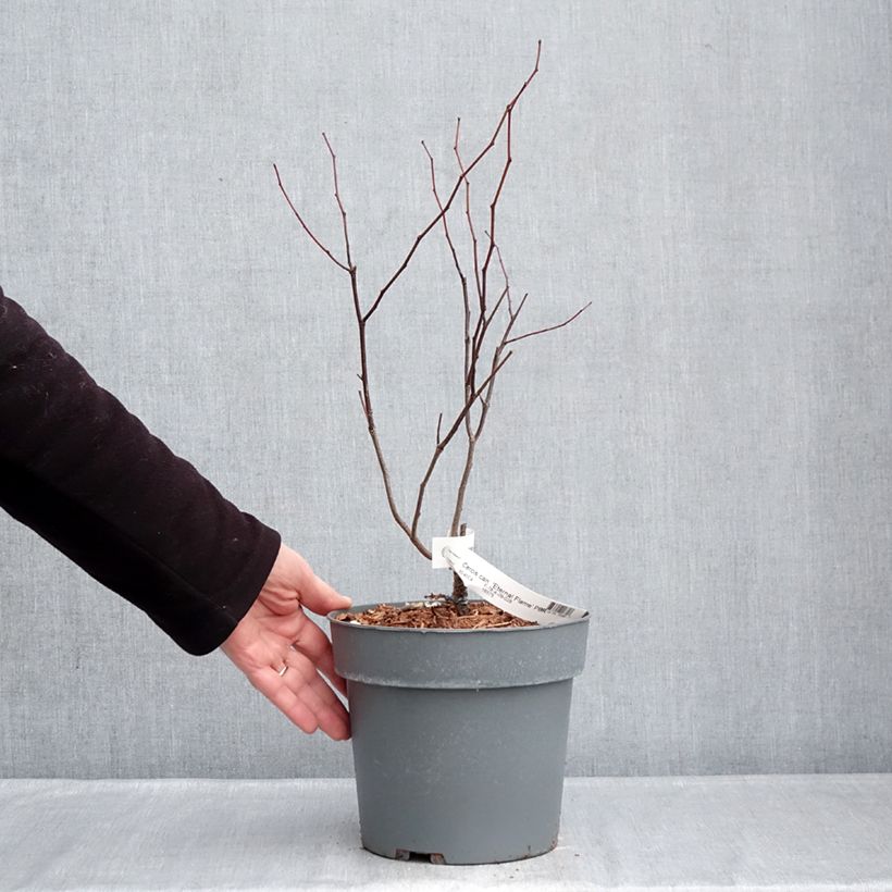 Example of Cercis canadensis Eternal Flame - Amerikaanse Judasboom Pot van 4 l/5 l as you get in hiver