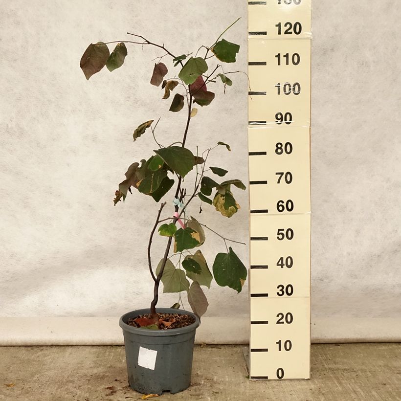 Exemplaar van Cercis canadensis Forest Pansy - Amerikaanse Judasboom Pot van 7,5 l/10 l zoals geleverd in de zomer