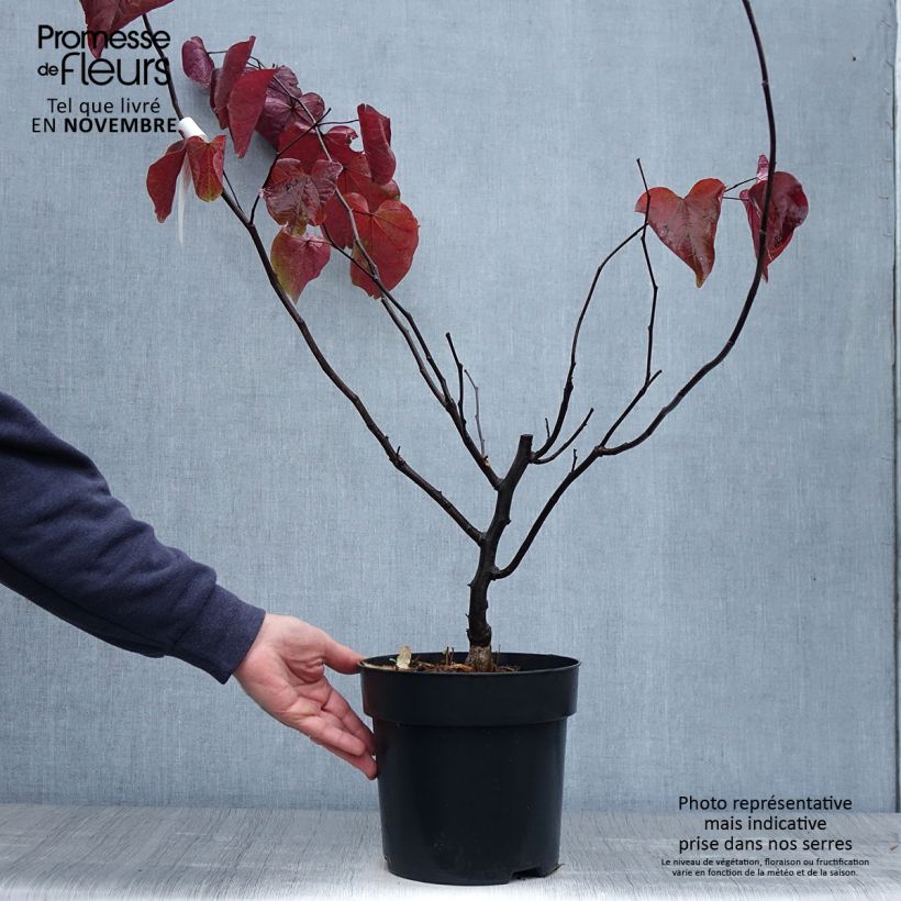 Exemplaar van Cercis canadensis Forest Pansy - Amerikaanse Judasboom Pot van 4 l/5 l zoals geleverd in de herfst