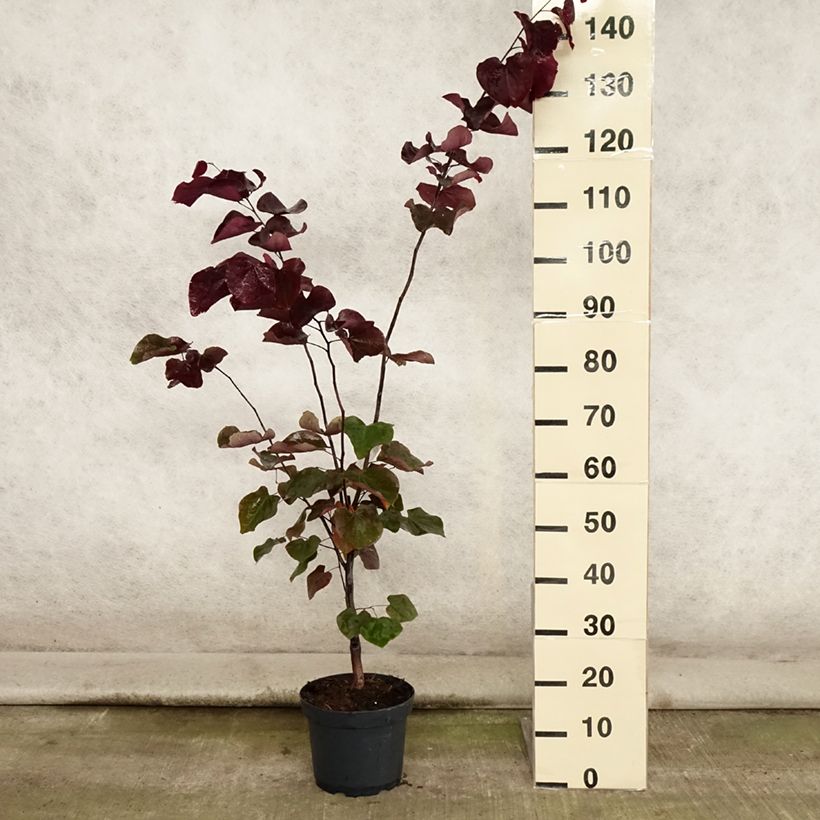 Exemplaar van Cercis canadensis Forest Pansy - Amerikaanse Judasboom Pot van 4 l/5 l zoals geleverd in de zomer