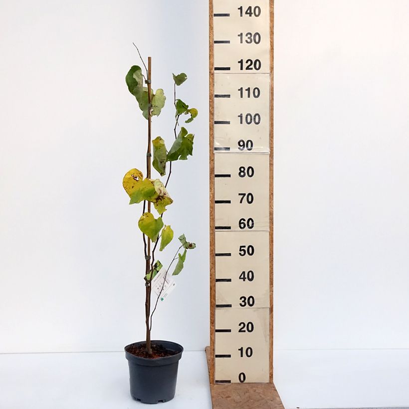 Exemplaar van Cercis canadensis - Amerikaanse Judasboom Pot van 4 l/5 l zoals geleverd in de herfst