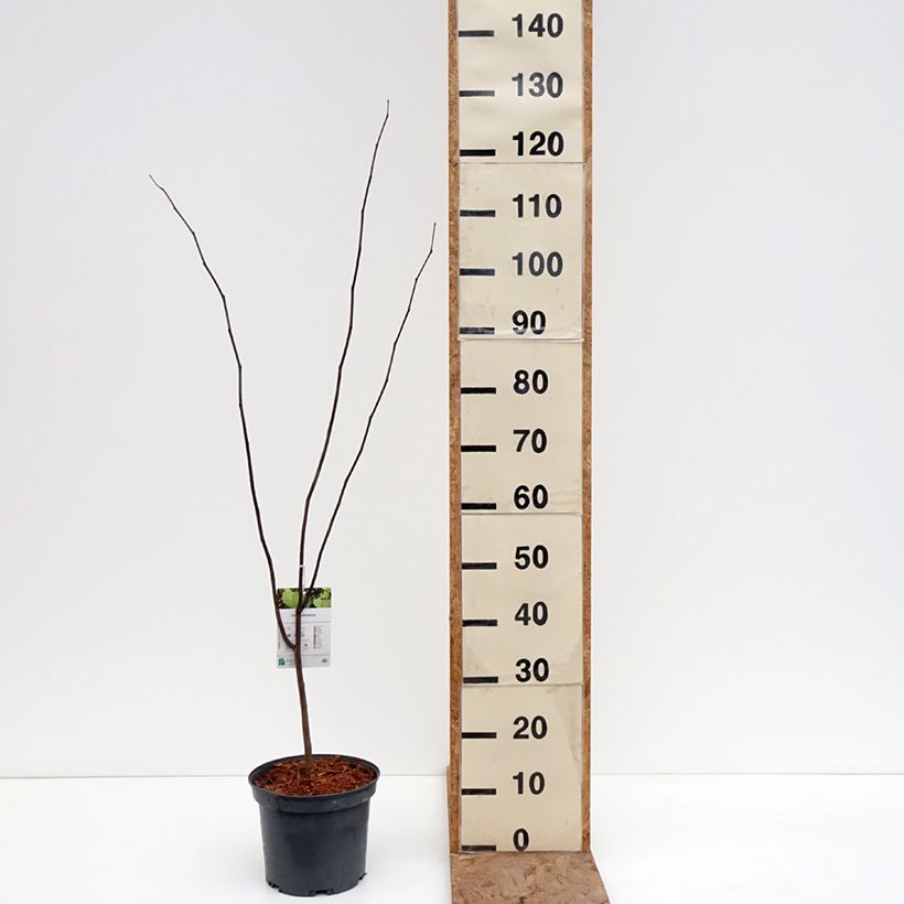 Exemplaar van Cercis canadensis - Amerikaanse Judasboom Pot van 4 l/5 l zoals geleverd in de winter