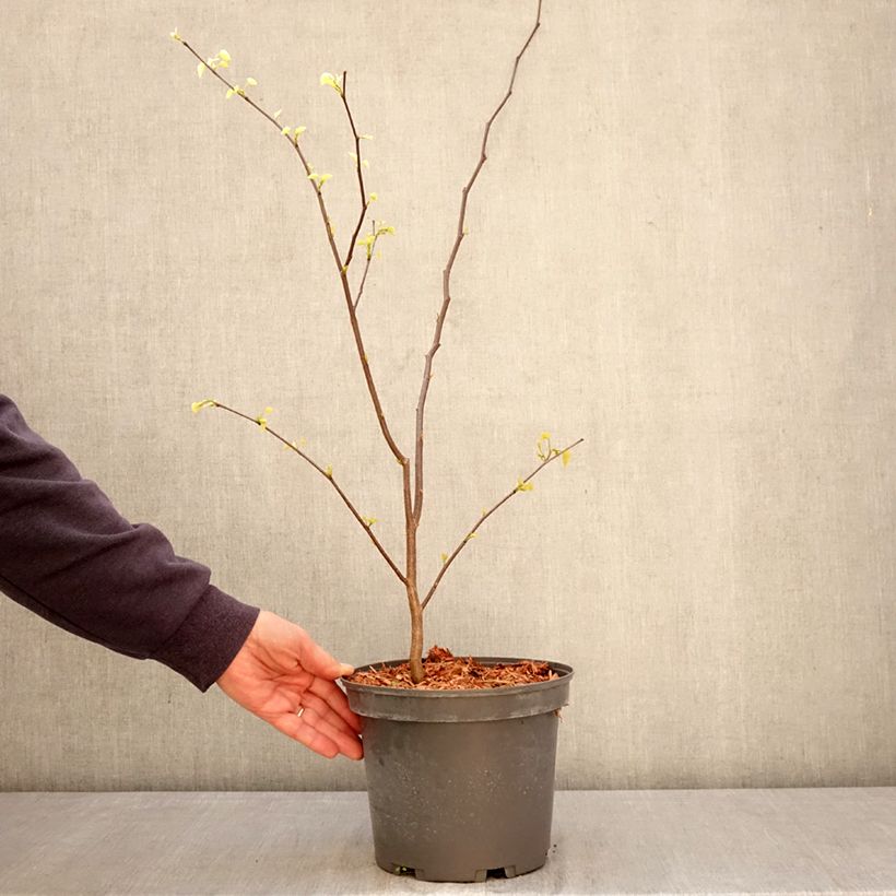 Exemplaar van Cercis canadensis - Amerikaanse Judasboom Pot van 4 l/5 l zoals geleverd in de lente