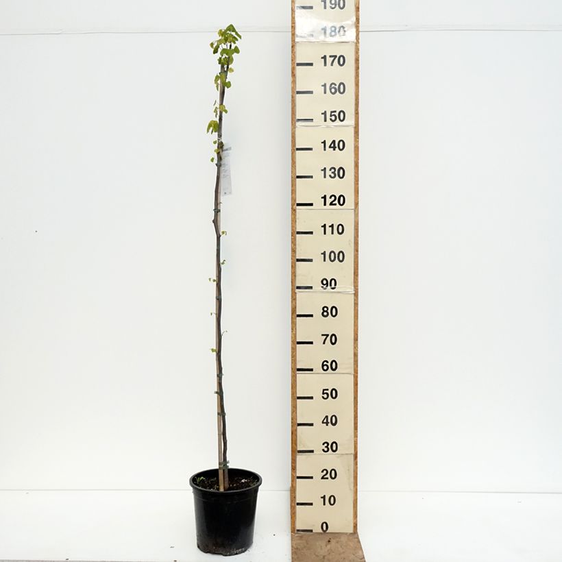 Exemplaar van Cercis canadensis - Amerikaanse Judasboom Pot van 7,5 l/10 l zoals geleverd in de lente