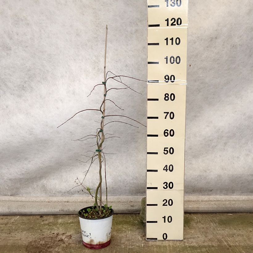 Exemplaar van Cercis canadensis Golden Falls - Amerikaanse Judasboom Pot van 4 l/5 l, Kroonhoogte zoals geleverd in de herfst