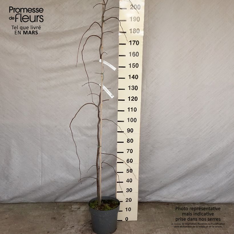 Example of Cercis canadensis Golden Falls - Amerikaanse Judasboom Pot van 4 l/5 l, Kroonhoogte as you get in printemps