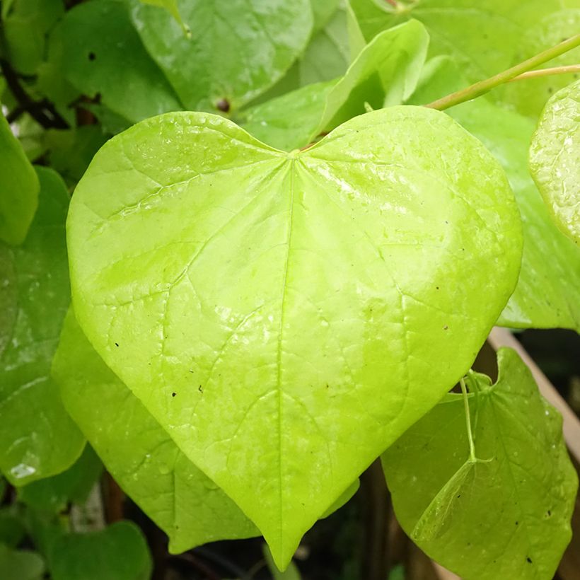 Cercis canadensis Golden Falls - Amerikaanse Judasboom (Blad)