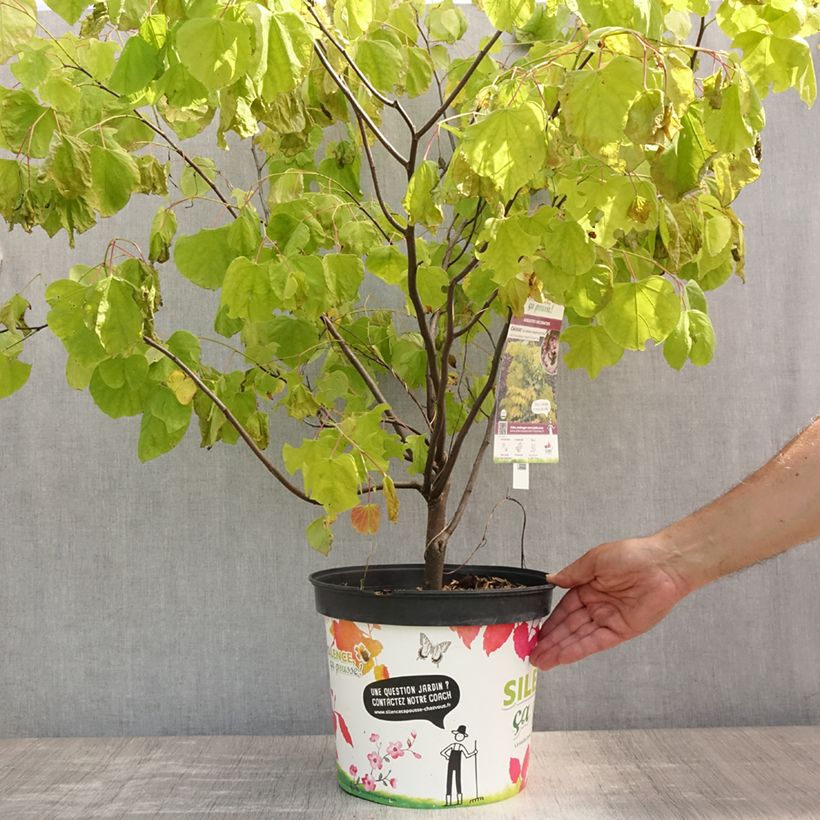 Exemplaar van Cercis canadensis Hearts of Gold - Amerikaanse Judasboom Pot van 7,5 l/10 l zoals geleverd in de zomer