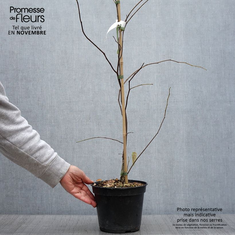 Exemplaar van Cercis canadensis Hearts of Gold - Amerikaanse Judasboom Pot van 4 l/5 l zoals geleverd in de herfst