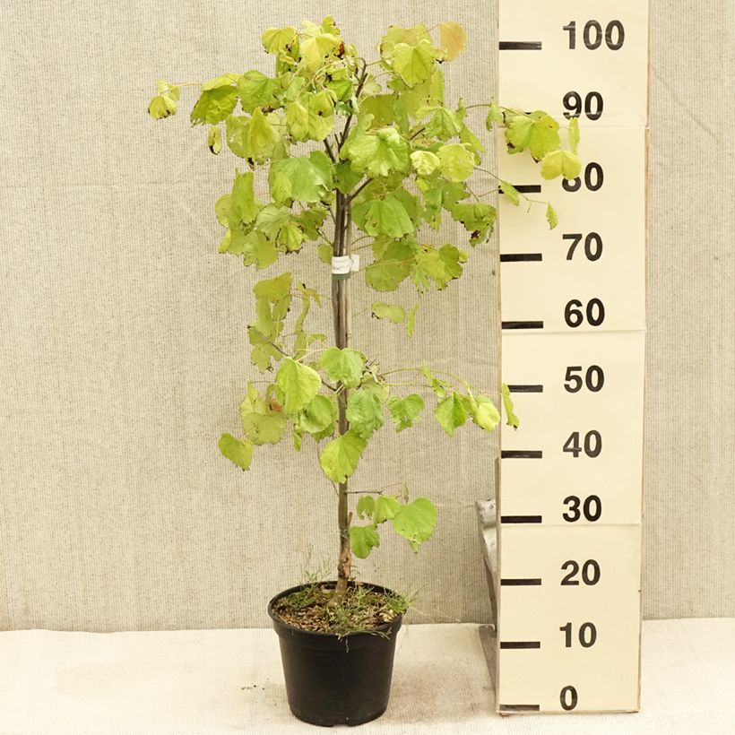 Exemplaar van Cercis canadensis Hearts of Gold - Amerikaanse Judasboom Pot van 4 l/5 l zoals geleverd in de zomer