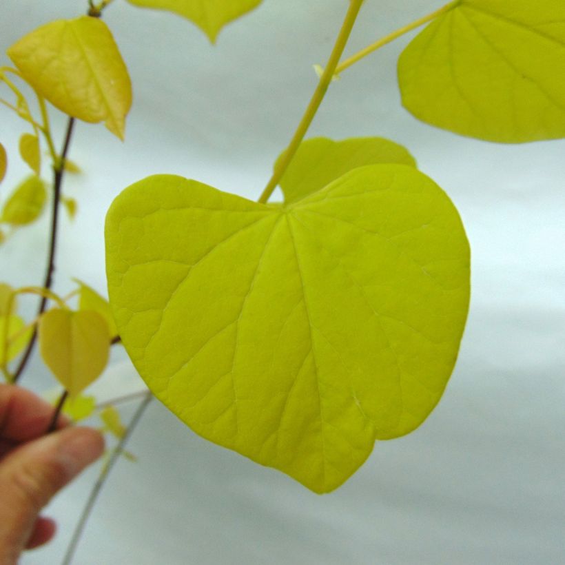 Cercis canadensis Hearts of Gold - Amerikaanse Judasboom (Blad)