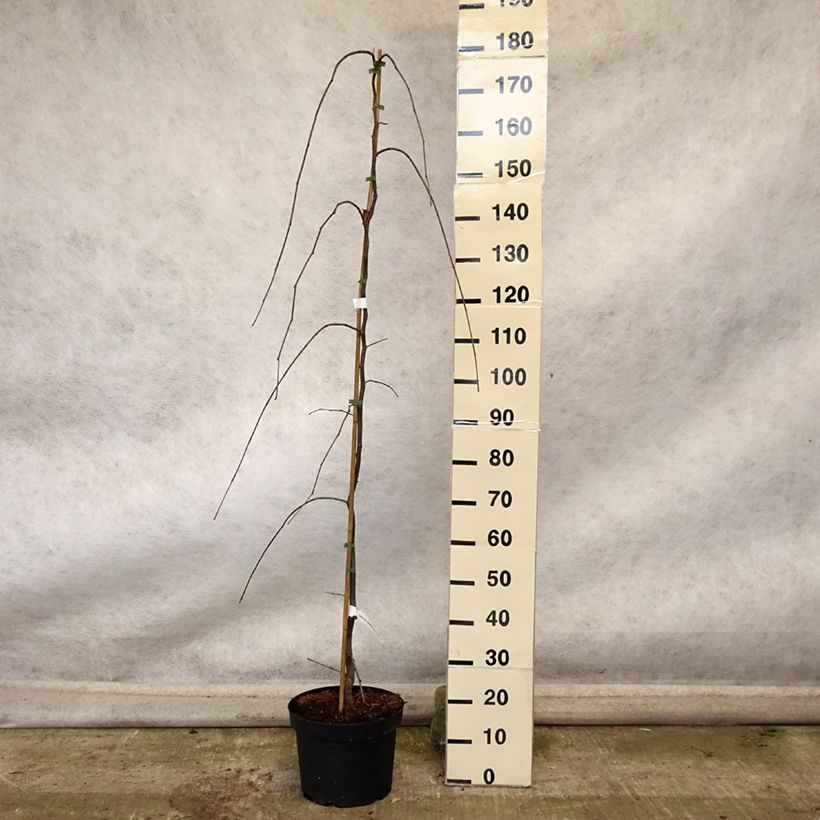 Exemplaar van Cercis canadensis Lavender Twist - Amerikaanse Judasboom Pot van 7,5 l/10 l zoals geleverd in de herfst
