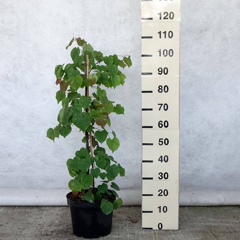 Exemplaar van Cercis canadensis Lavender Twist - Amerikaanse Judasboom Pot van 7,5 l/10 l zoals geleverd in de zomer