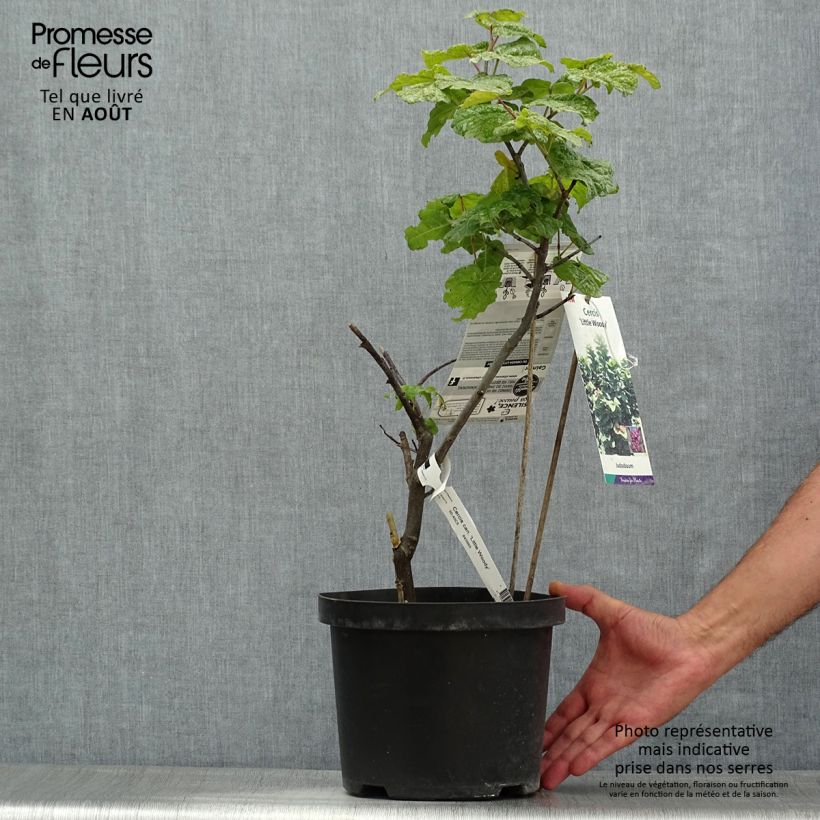 Exemplaar van Cercis canadensis Little Woody - Amerikaanse Judasboom Pot van 3 l/4 l zoals geleverd in de zomer