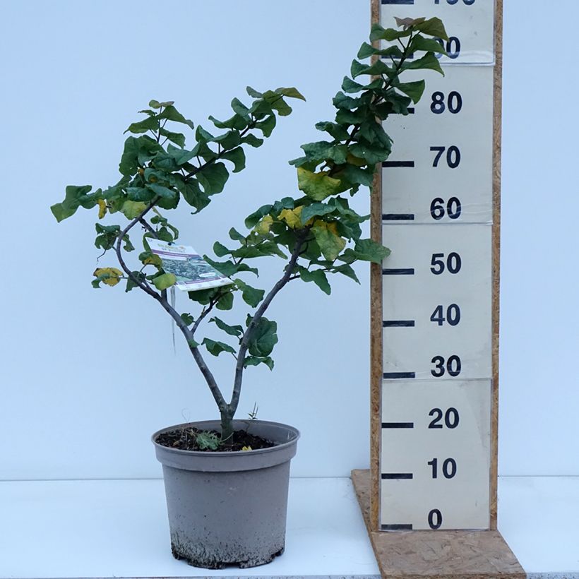 Exemplaar van Cercis canadensis Little Woody - Amerikaanse Judasboom Pot van 6 l/7 l zoals geleverd in de herfst